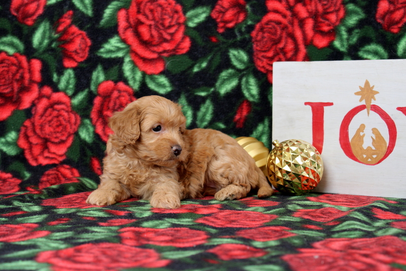 puppy, for, sale, Morkie-Poo, Matthew B. Stoltzfus, dog, breeder, Gap, PA, dog-breeder, puppy-for-sale, forsale, nearby, find, puppyfind, locator, puppylocator, aca